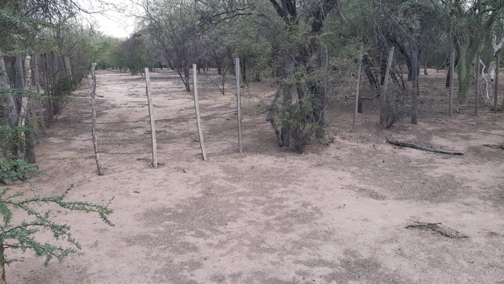 SE VENDE CAMPO DE 150 HA Candelaria San Luis