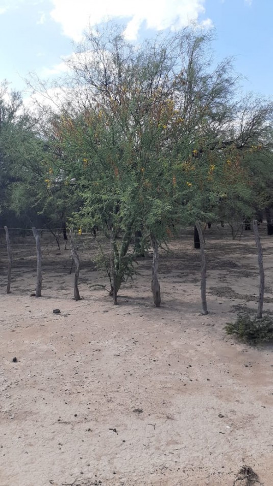 SE VENDE CAMPO DE 150 HA Candelaria San Luis