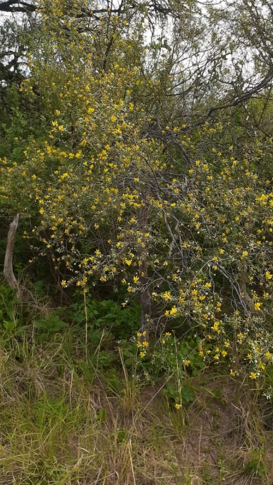 SE VENDE CAMPO DE 150 HA Candelaria San Luis