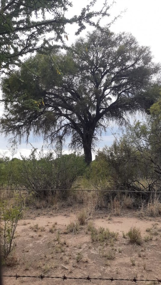 SE VENDE CAMPO DE 150 HA Candelaria San Luis