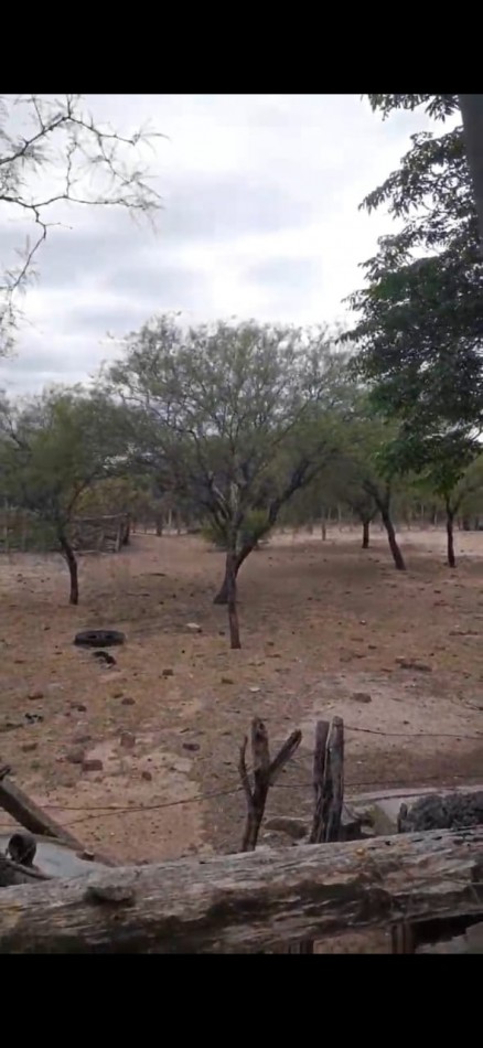 SE VENDE CAMPO DE 150 HA Candelaria San Luis