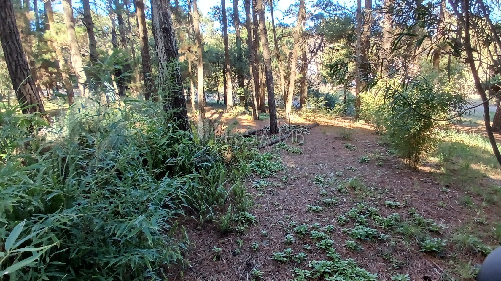 Casa en Venta  - 3 Dormitorios + gran parque arbolado - Ranqueles entre Mansilla y Av. del Plata, con salida tambien a Av. del Lucero - Mar de las Pampas