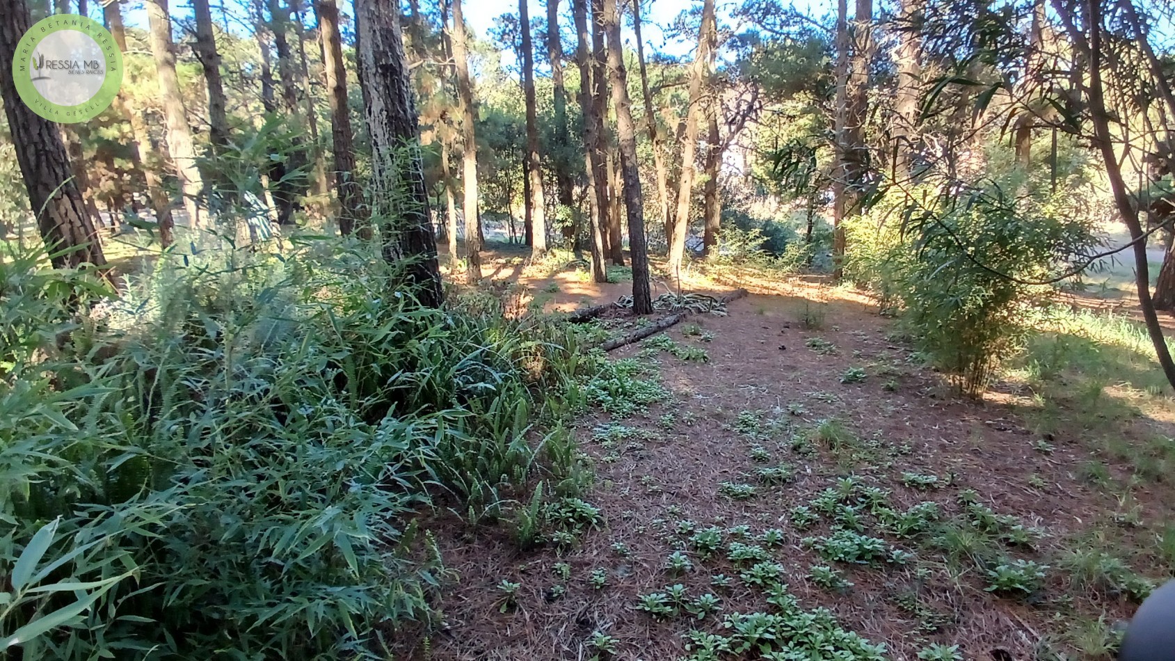 Casa en Venta - 3 Dormitorios + gran parque arbolado - Mar de las Pampas